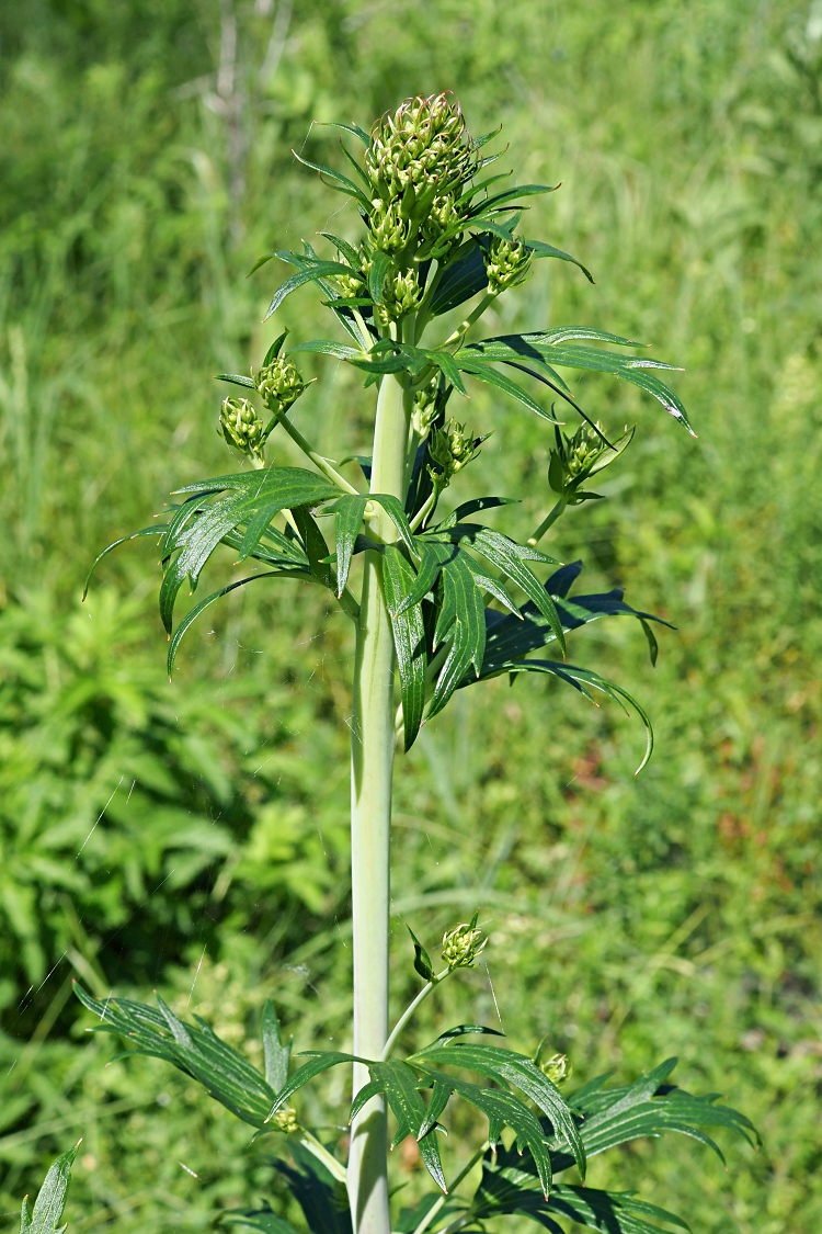 Image of Delphinium cuneatum specimen.