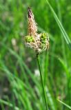 Carex cespitosa. Отцветающее соцветие. Рязанская обл., Спасский р-н, Окский заповедние, сырое прибрежье озера. 17.05.2008.