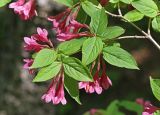 Weigela praecox. Часть цветущей ветви. Приморский край, Хасанский р-н, юго-западный берег бухты Рейд Паллада между мысами Мраморный и Острено, в широколиственном лесу. 16.05.2026.