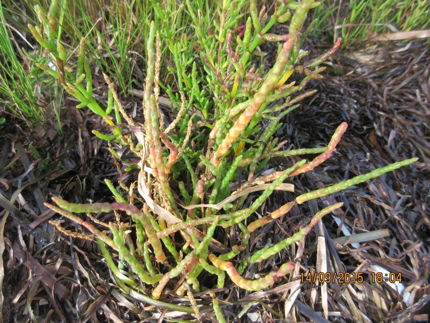 Image of genus Salicornia specimen.