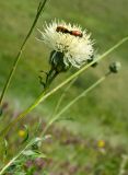 Rhaponticoides ruthenica