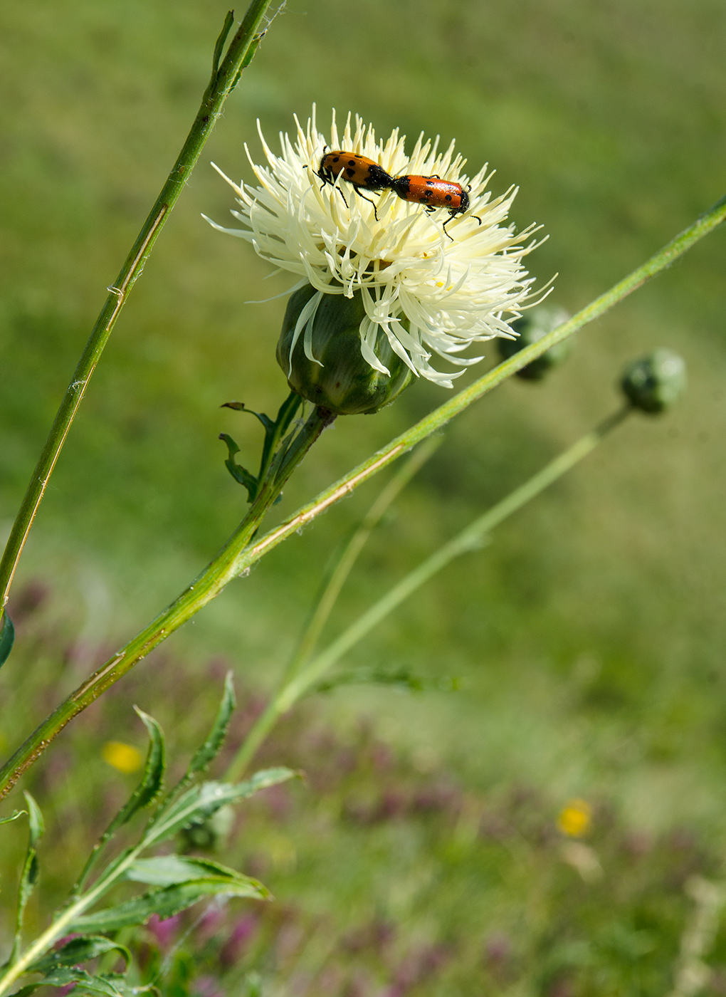Image of Rhaponticoides ruthenica specimen.