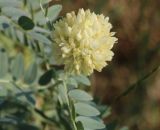 Astragalus regelii