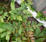 genus Astilbe. Лист. Московская обл., г. Подольск, СНТ, у забора частного участка. 22.07.2026.