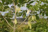 Fraxinus pennsylvanica. Часть ветви с соплодиями. Крым, Севастополь, Инкерман, гора Монастырская. 31.05.2026.