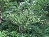 Nothofagus antarctica. Молодое деревце. Московская обл., Щёлковский р-н, в культуре. 08.08.2026.