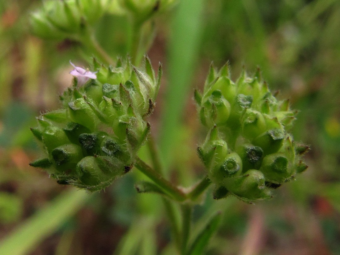 Image of Valerianella pumila specimen.
