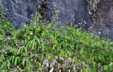 Cardiospermum grandiflorum. Побеги цветущих и плодоносящих растений. Португалия, о-в Мадейра, пос. Рибейра-Брава, скалистый склон. 19.08.2025.