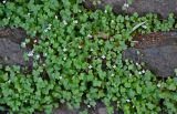 Cymbalaria muralis. Цветущие растения. Португалия, о-в Мадейра, окр. г. Камаша, на каменной стене. 09.06.2026.