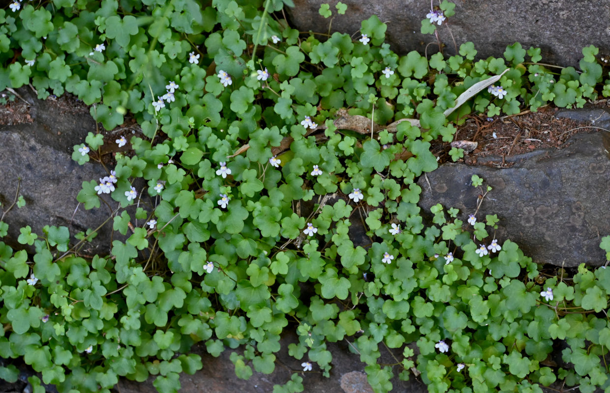 Image of Cymbalaria muralis specimen.