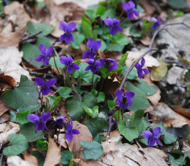 Изображение особи Viola odorata.