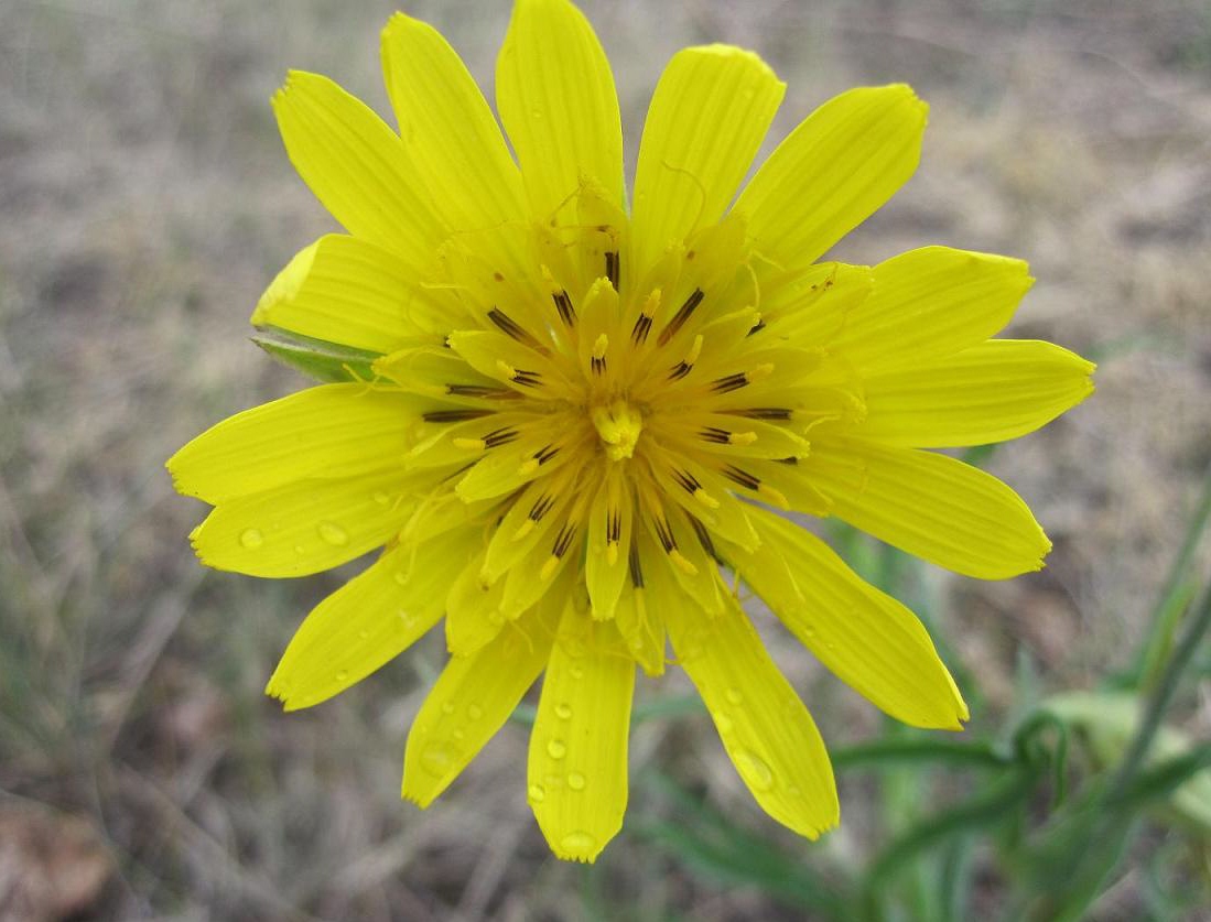 Изображение особи Tragopogon orientalis.