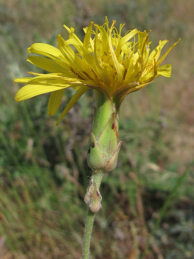 Image of Scorzonera taurica specimen.