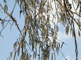Populus tremula. Ветви с мужскими соцветиями. Санкт-Петербург, 3 мая 2004 г.