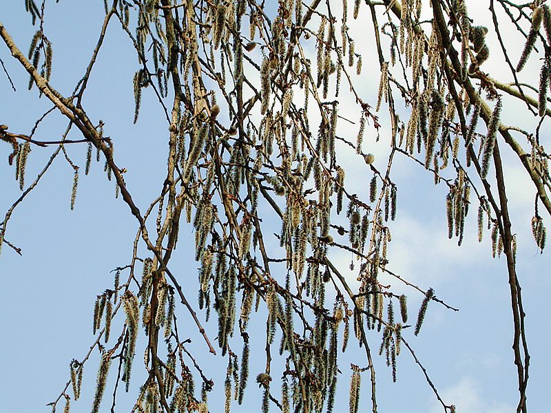 Image of Populus tremula specimen.