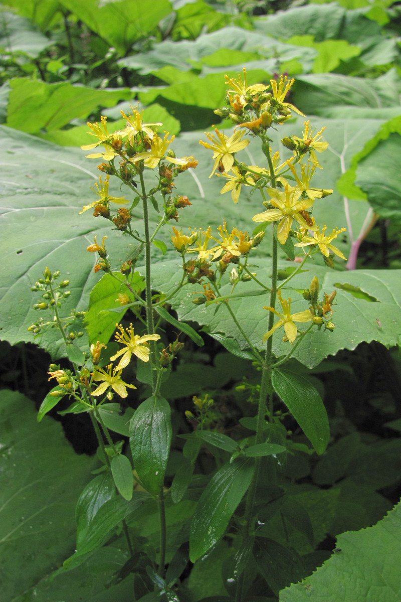 Image of Hypericum hirsutum specimen.