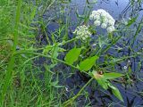 Sium latifolium