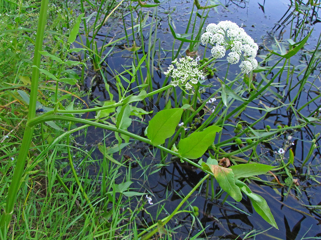 Изображение особи Sium latifolium.