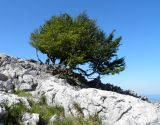 Fagus sylvatica