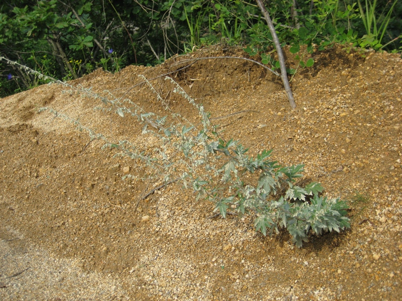 Изображение особи Artemisia saitoana.