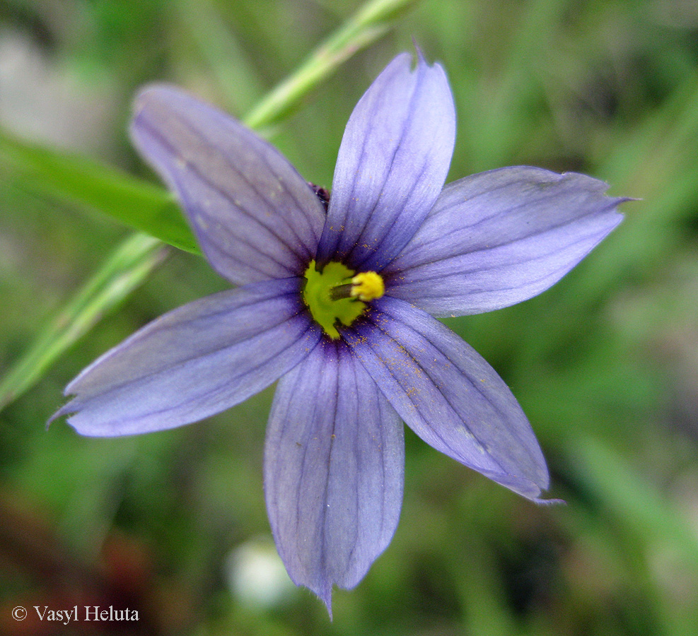 Image of Sisyrinchium septentrionale specimen.