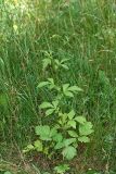 Geum aleppicum. Плодоносящее растение. Республика Татарстан, Волжско-Камский заповедник. 25.07.2011.