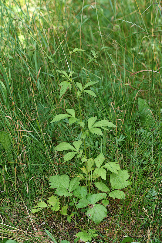 Изображение особи Geum aleppicum.