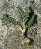 Oedibasis apiculata. Выкопанное ювенильное растение. Казахстан, хр. Каратау, окр. с. Таскомирсай. 01.05.2011.