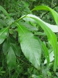 Salix × laurina. Побег. Ярославская обл., Некоузский р-н, пос. Новый Некоуз, берег р. Ильд. 15.06.2011.