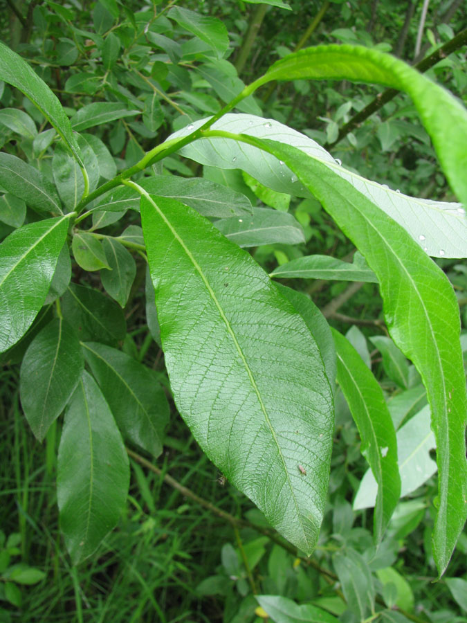 Image of Salix × laurina specimen.