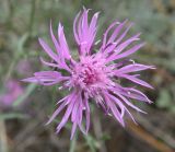 Centaurea borysthenica. Соцветие. Украина, Днепропетровская обл., Петриковский р-н, с. Кулеши, на песке между сосновыми лесонасаждениями. 15.10.2011.