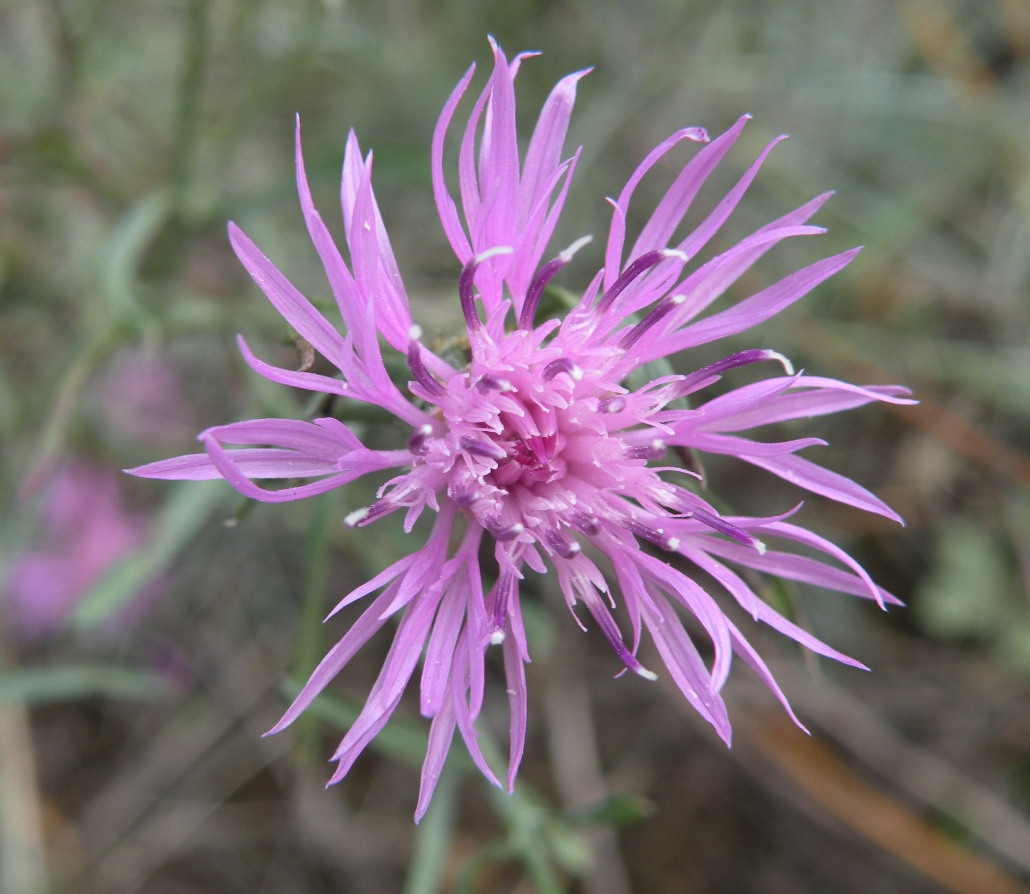 Image of Centaurea borysthenica specimen.
