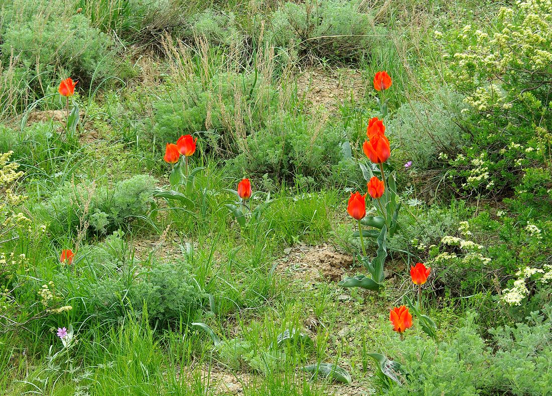 Image of Tulipa greigii specimen.
