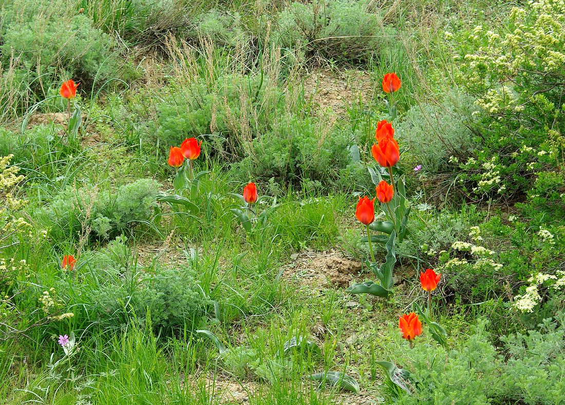 Изображение особи Tulipa greigii.