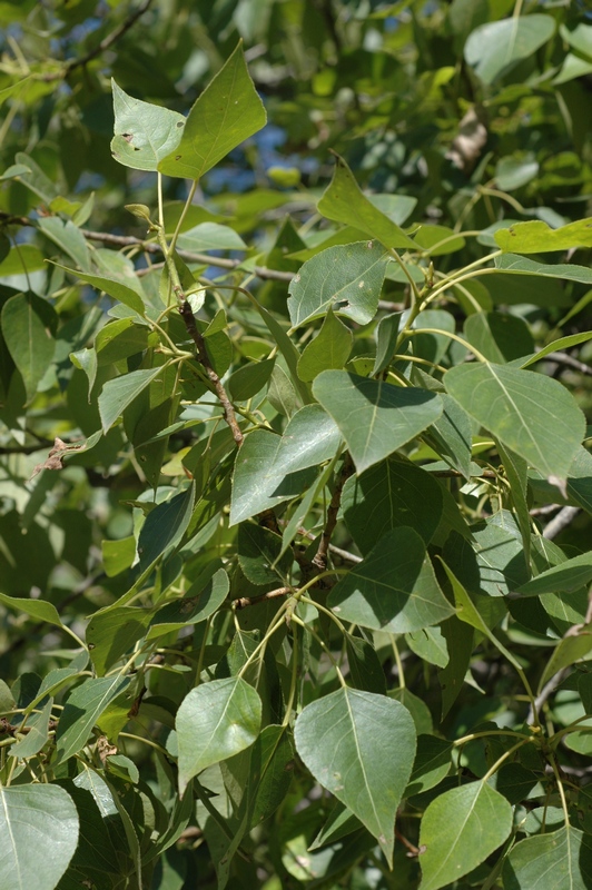 Image of Populus balsamifera specimen.