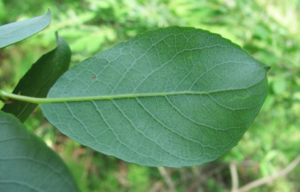 Изображение особи Salix starkeana.