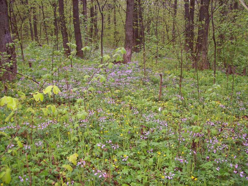 Изображение особи Cardamine quinquefolia.