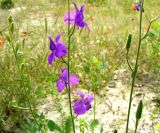 Delphinium hispanicum