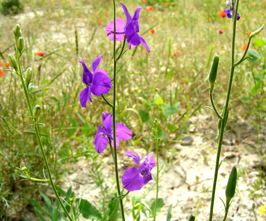 Image of Delphinium hispanicum specimen.