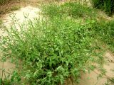 Polygonum hyrcanicum. Растение на затопляемом берегу горной речки. Копетдаг, Чули. Май 2011 г.