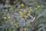 Bidens frondosa