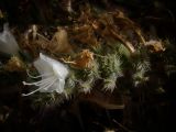 Echium angustifolium. Часть соцветия растения-альбиноса. Израиль, Шарон, окрестности г. Герцлия, псаммофитное злаковое сообщество на старых приморских дюнах. 09.05.2010.