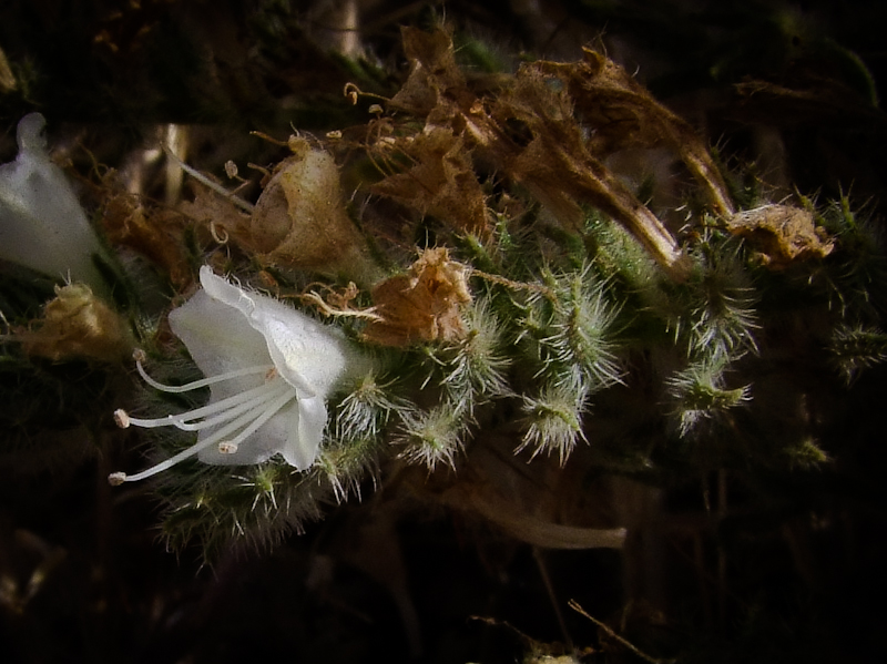 Image of Echium angustifolium specimen.