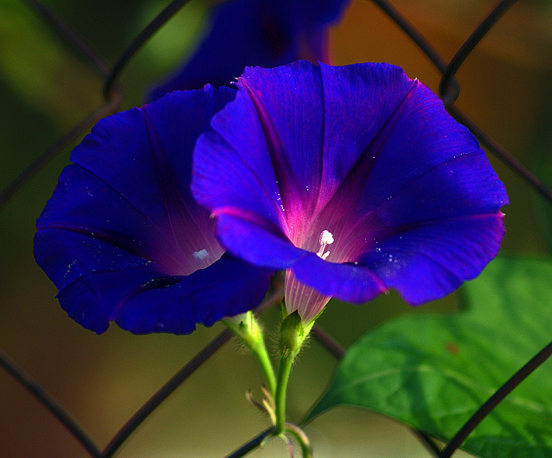 Изображение особи Ipomoea purpurea.