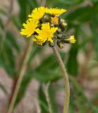 genus Pilosella