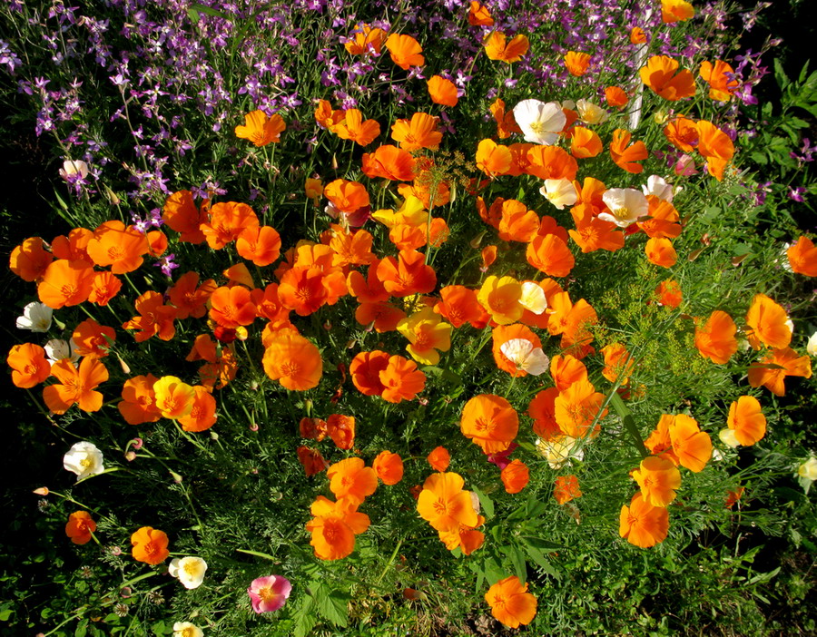 Изображение особи Eschscholzia californica.