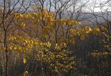 Ulmus japonica. Крона молодого дерева в осенней окраске. Южное Приморье, Борисовское плато, заказник \"Леопардовый\", горный склон у р. Лиственичная. 12.10.2011.