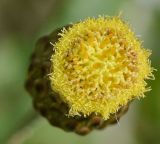 Phagnalon rupestre