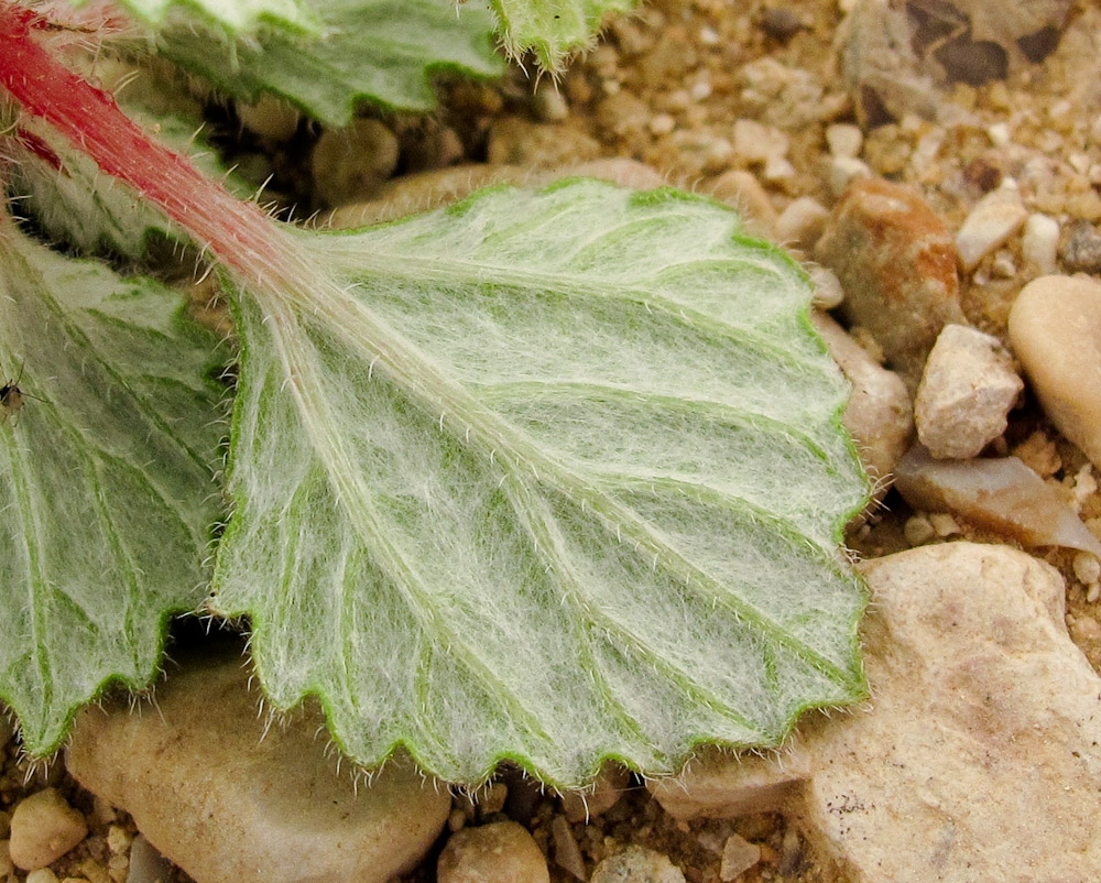 Image of Forsskaolea tenacissima specimen.