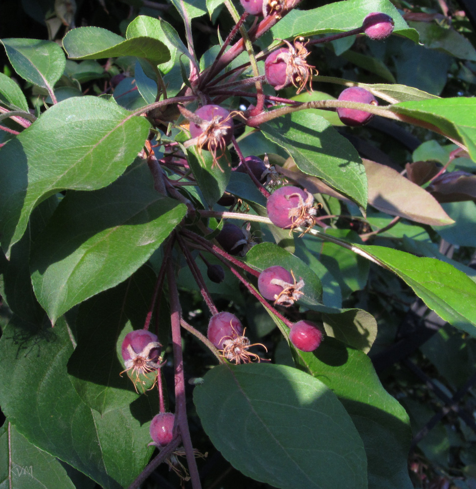 Изображение особи Malus &times; purpurea.